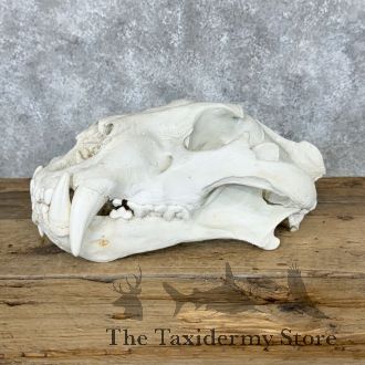 Reproduction Amur (Siberian) Tiger Full Skull For Sale