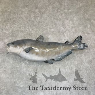 Reproduction Blue Catfish Taxidermy Fish Mount For Sale
