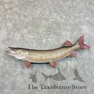Muskellunge Taxidermy Fish Mount For Sale
