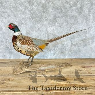 Ringneck Pheasant Taxidermy Bird Mount For Sale