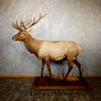 Rocky Mountain Elk Taxidermy Life-Size Mount For Sale