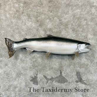 Skamania Steelhead Taxidermy Fish Mount For Sale