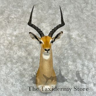 South African Impala Taxidermy Shoulder Mount For Sale
