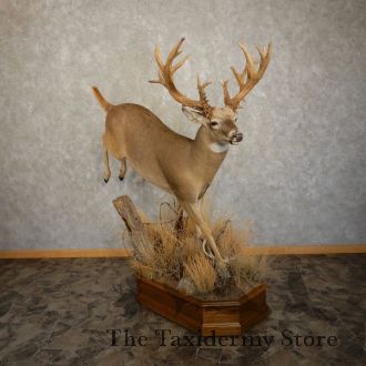 Whitetail Deer Life-Size Taxidermy Mount For Sale