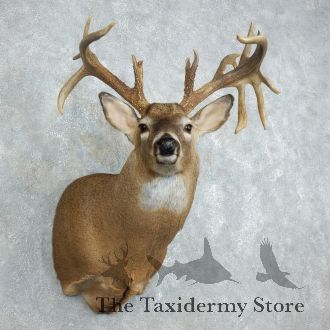 Whitetail Deer Shoulder Taxidermy Mount For Sale
