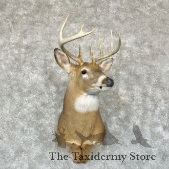 Whitetail Deer Shoulder Taxidermy Mount For Sale